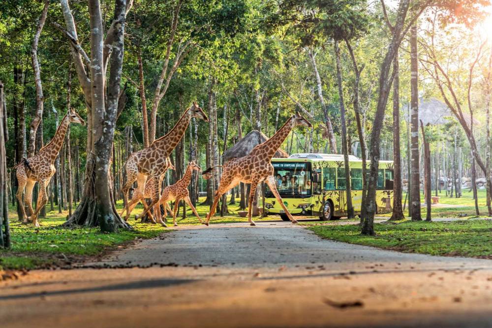 Vinpearl Safari Phu Quoc